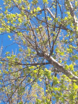 Iz nepravilno odrezane veje zrase šop vej, kar sproži škodljive procese v drevesu